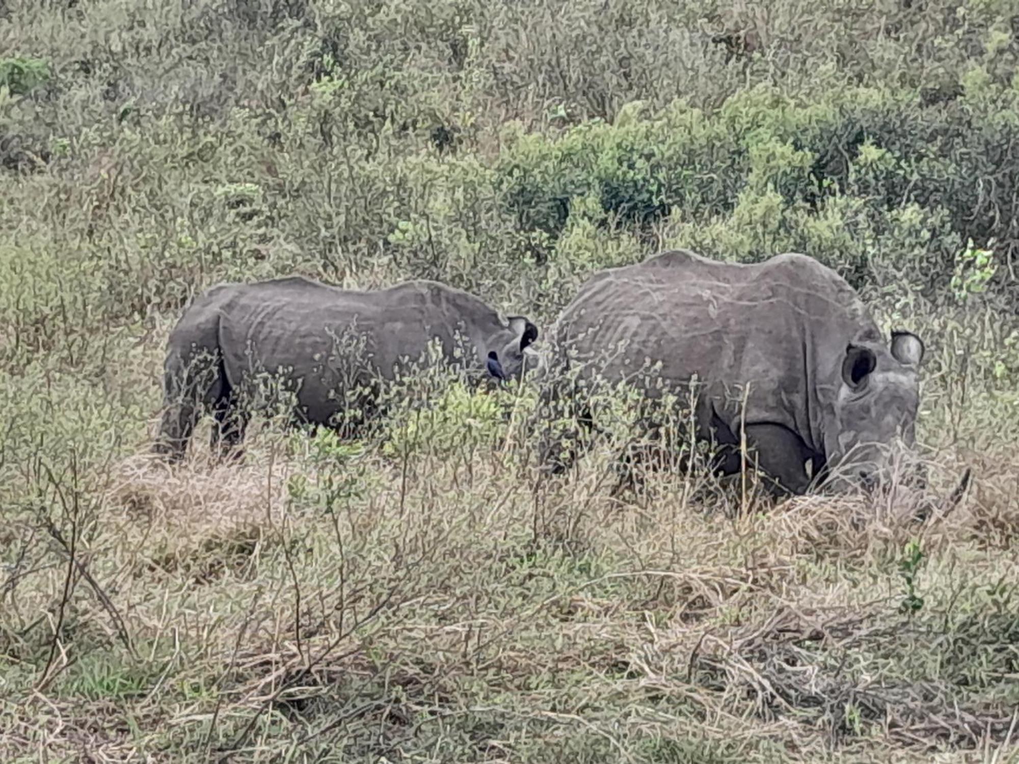 Готель Hluhluwe Gate Safari Camp Екстер'єр фото