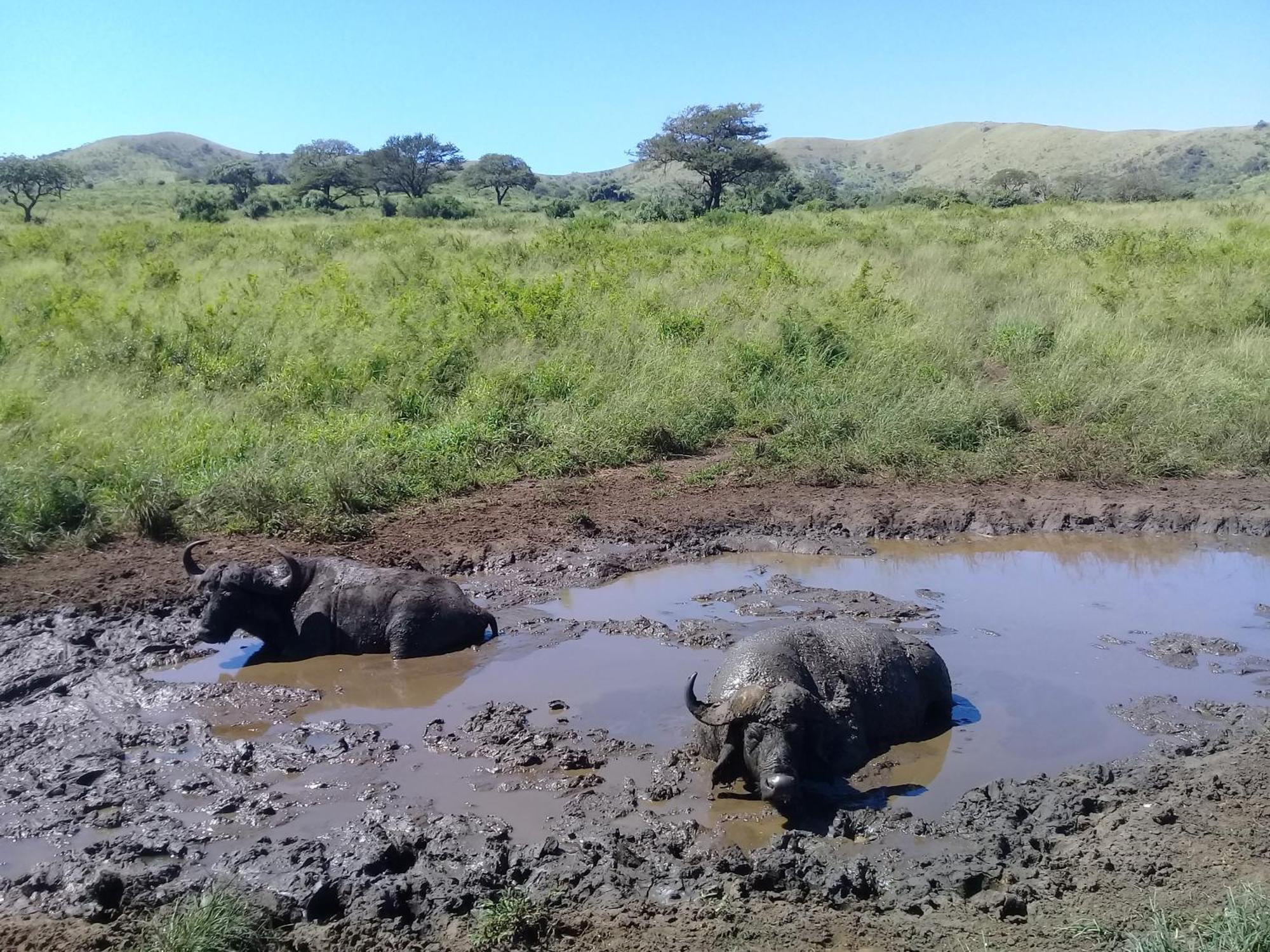 Готель Hluhluwe Gate Safari Camp Екстер'єр фото